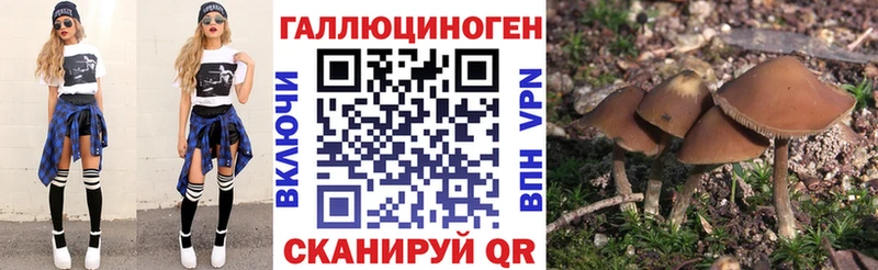 Купить Заволжск Галлюциногенные грибы Psilocybine cubensis